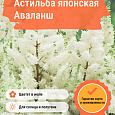 Астильба японская Аваланш Астильба японская Аваланш