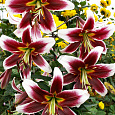 Лилия ОТ-гибрид Джудит Саффинья