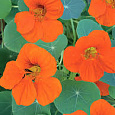 Настурция большая Мандариновая радость