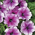 Петуния многоцветковая Бригитта F1