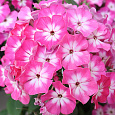 Петуния грандифлора Тритуния Пинк
