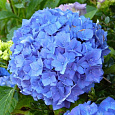 Гортензия крупнолистовая Эрли Блю