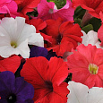 Петуния ампельная F1 Изи Вейв	Сауф Бич микс