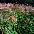 Мискантус китайский Flamingo