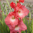 Гладиолус гибридный Lolita