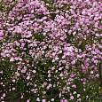 Гипсофила метельчатая Пинк Фестиваль