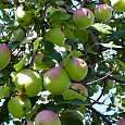 Яблоня  Бабушкино