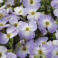 Аубриета (Обриета) изящная Blue Blush Bicolor