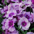 Гвоздика Диана Лавендер Пикоти