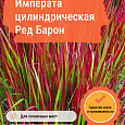 Императа цилиндрическая Ред Барон