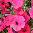 Петуния ампельная F1 Тайдал Вейв Черри