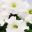 Петуния крупноцветковая Танго Белая