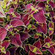 Колеус Джиант Эксибишен Магма
