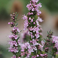 Иссоп (Пчелиная трава) лекарственный Roseus