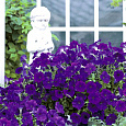 Петуния ампельная Опера Блю