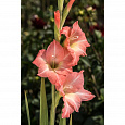 Гладиолус крупноцветковый Чимароза