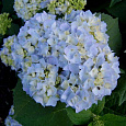 Гортензия крупнолистовая Адриа Блю Гортензия крупнолистовая Адриа Блю