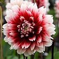 Георгина Декоративная Ред энд Вайт Фубуки