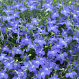 Лобелия плетистая Голубой фонтан