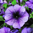 Петуния грандифлора Лимбо Джи Пи Блю Вейнед