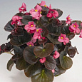 Бегония вечноцветущая бронзоволистная Коктейль Текила