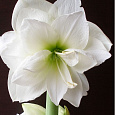 Амариллис махровый Вайт Пикок