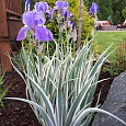 Ирис бледный Вариегата