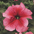 Петуния грандифлора Тритуния Салмон Вейнед