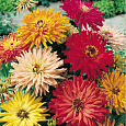 Цинния кактусовидная Микс