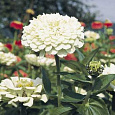 Цинния Гиганты Бенари Вайт
