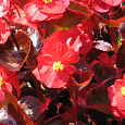 Бегония вечноцветущая бронзоволистная Бада Бум Скарлет