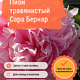 Пион травянистый Сара Бернар