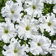 Петуния бахромчатая Афродита белая