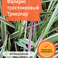 Фалярис тростниковый Триколор