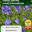 Герань (Аистов клюв) гималайская