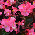 Бегония вечноцветущая бронзоволистная Коктейль Текила