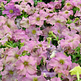 Петуния грандифлора Софистика Твайлайт