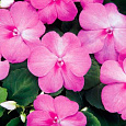 Бальзамин Акцент Пинк