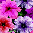 Петуния грандифлора Тритуния Вейнед Микс
