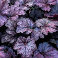 Гейхера гибридная Аметист Мист