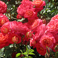 Роза флорибунда Анимо