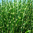 Мискантус китайский Zebrinus