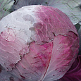 Капуста Краснокочанная Ранняя красавица