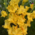 Гладиолус крупноцветковый Голд Филд