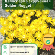 Делосперма скрученная Golden Nugget