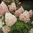 Гортензия метельчатая Мэджикал Свит Саммэ Гортензия метельчатая Мэджикал Свит Саммэ