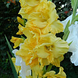 Гладиолус крупноцветковый Голд Филд