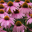Рудбекия пурпурная Розовая