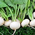 Редис Белый жемчуг