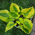 Хоста гибридная Glad Rags Хоста гибридная Glad Rags